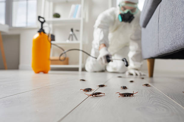 Commercial Kitchen Cockroach Control in Pine Knoll Shores